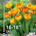 thumbnail image 3 of Garden State Bulb Double Late Sunlover Tulip Flower Bulbs, 12/+ cm (Bag of 250), 3 of 8
