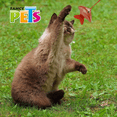 thumbnail image 2 of Juguete Textil Estimulante Caña Pescar P/Gato Fancy Pets Fancy Pets FL8247, 2 of 2