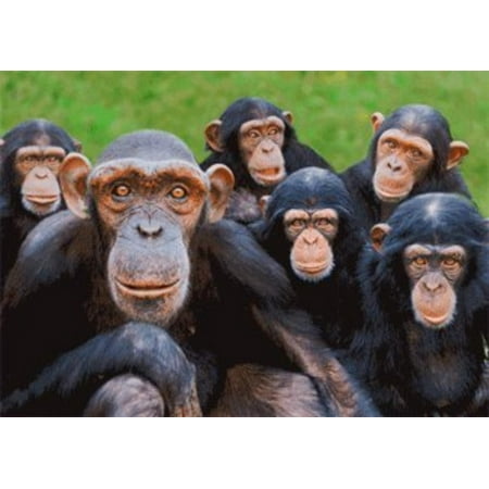 Custom Cards Uk Orphan Chimpanzees - Wildlife - 3D Postcard Greeting Card, Close-up image of Orphan Chimps - Monkey World Ape Rescue Centre,Dorset, UK - By 3dstereo Postcard ()