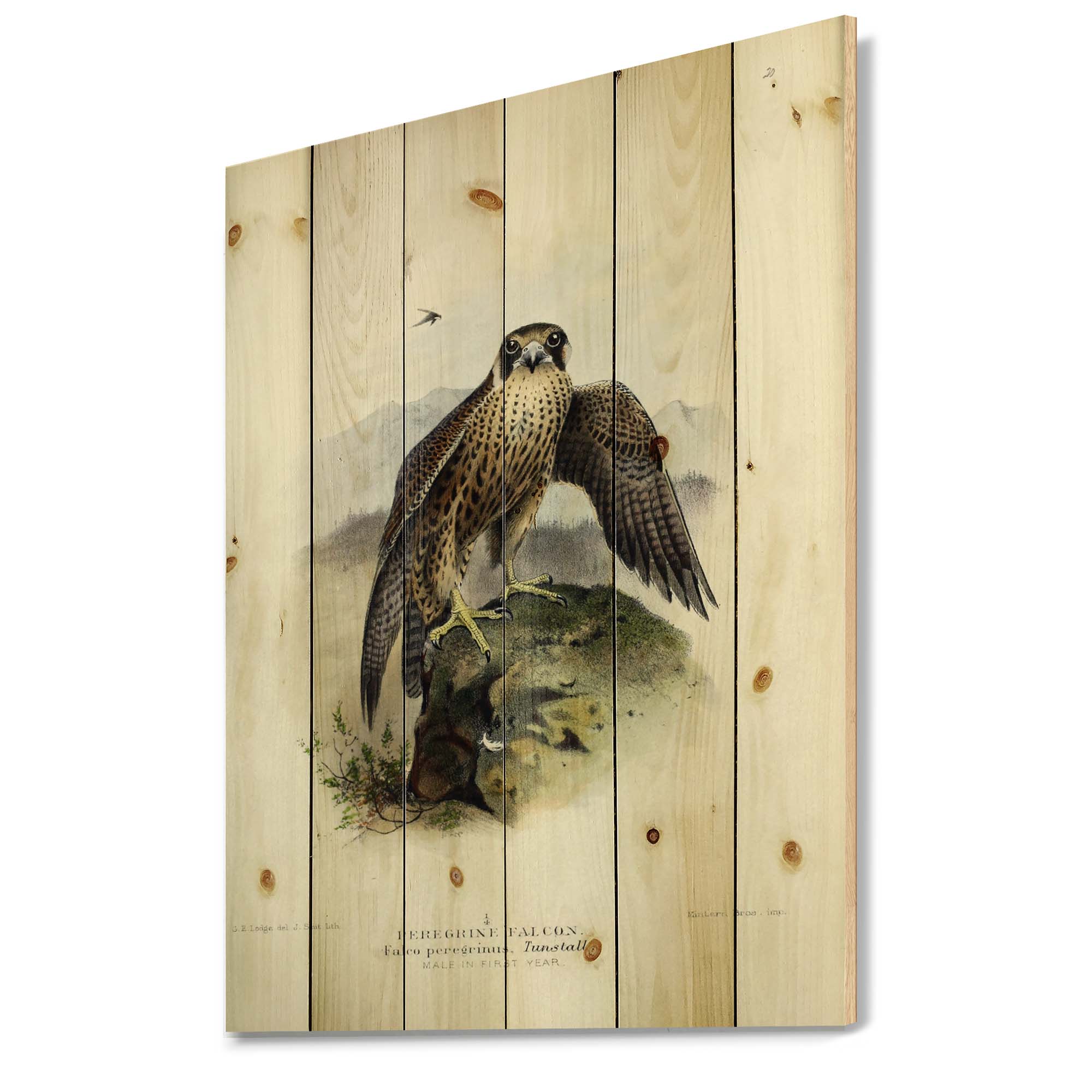 Designart 'Ancient Bird Life VIII' Traditional Print on Natural Pine Wood