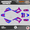 Magenta, variant on Kalair GFX Graphics Kit for Kayo Pit Bike TS90 and TSD110 Warrior Series