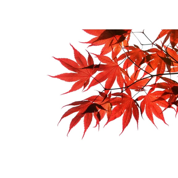 10 RED JAPANESE MAPLE Tree Bloodgood Ornamental Acer Palmatum Seeds