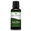 Plant Therapy Jack Pine Essential Oil 30 mL (1 oz) 100% Pure, Undiluted, Therapeutic Grade