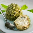thumbnail image 3 of Brighter Blooms - Sugar Apple (Sweetsop) Tree, 2-3 ft. - No Shipping to AK, AZ, HI, 3 of 4
