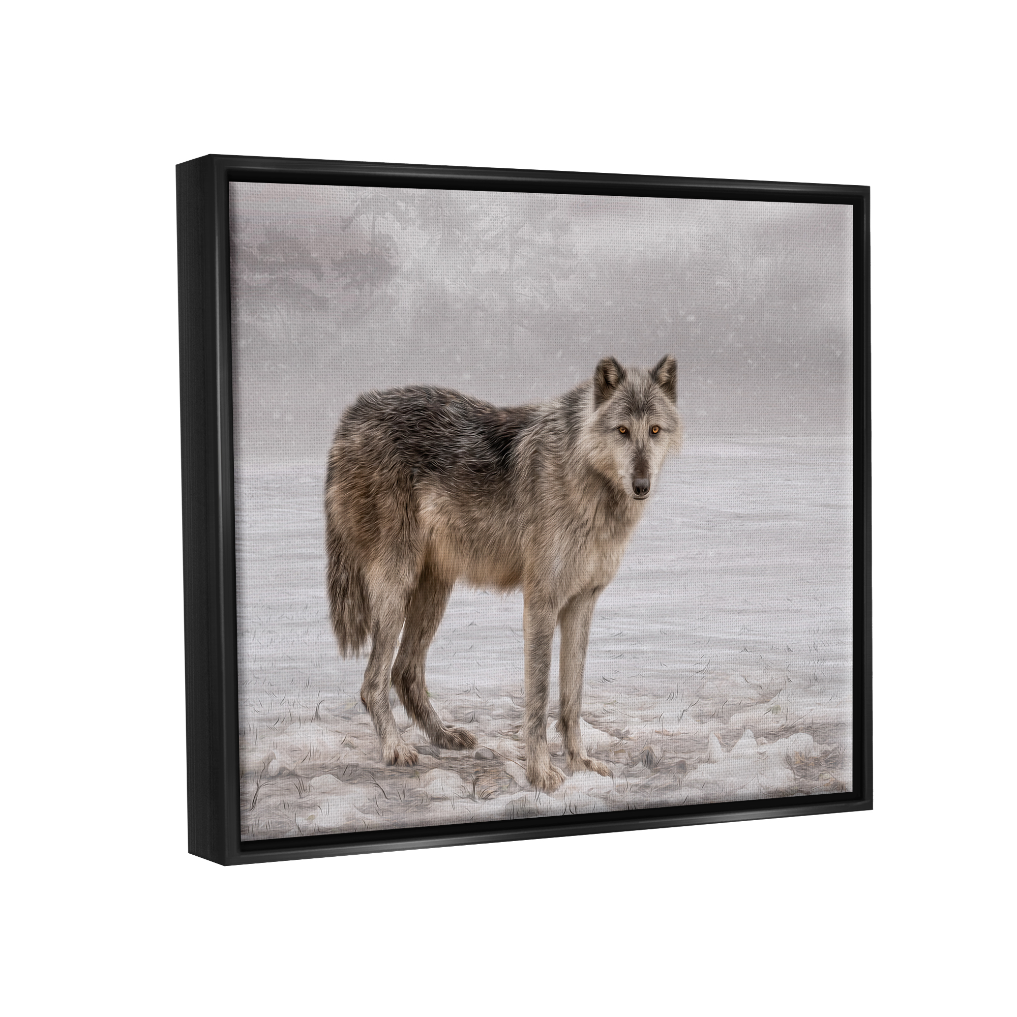 Stupell Industries Lone Coyote Wolf Snowy Field Landscape Intricate Details Graphic Art Jet Black Floating Framed Canvas Print Wall Art, Design by Kelley Parker