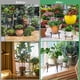 thumbnail image 5 of Paquete de 5 Soportes de Metal para Plantas de Exterior e Interior, Resistentes Soportes para Macetas para MúLtiples Plantas, a Prueba de Herrumbre, 5 of 5