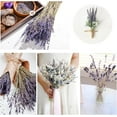 thumbnail image 4 of 12 Pcs Dried Preserved Eucalyptus Stems & Lavender Flowers Bundle for Shower, 17'' Hanging Eucalyptus Plant Leaves, Aromatic Self-Care Shower Plants, Home, Shower Decor, 4 of 8