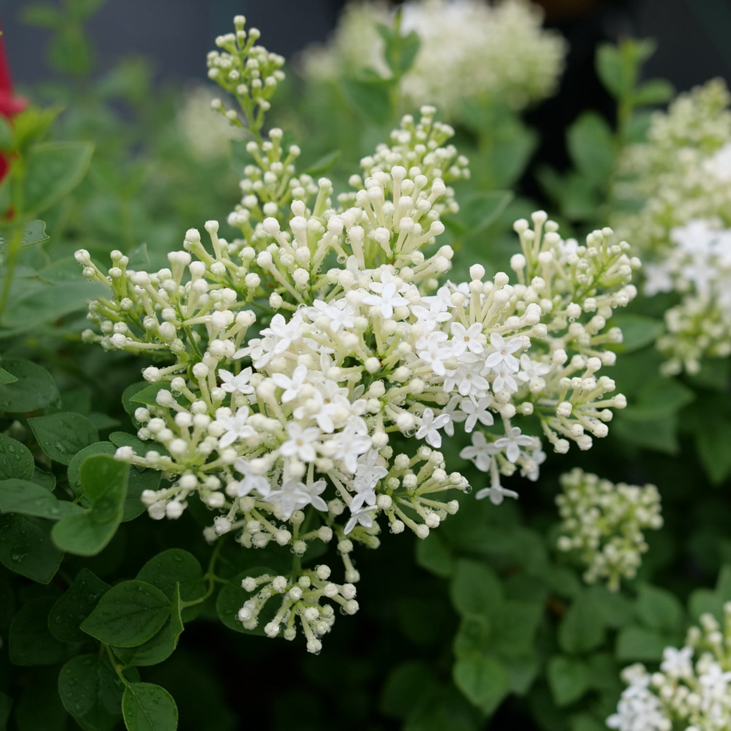 Proven Winners ColorChoice 5" White Bloomerang Showmound Reblooming Lilac Live Plant in 4.5" Pot (4 Count)