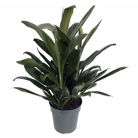 Chinese Green Ti Plant - Cordyline glauca - 6