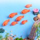 thumbnail image 5 of Decoración Hadas Sunnimix Micro Paisaje 10pcs S, 5 of 7