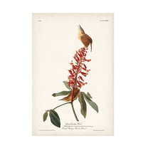 Trademark Fine Art John James Audubon Great Carolina Wren Canvas Wall Art - 16x24