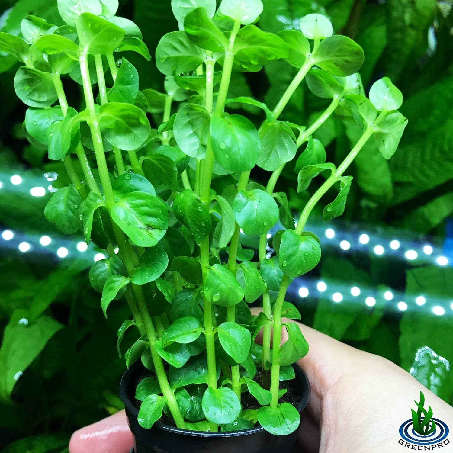green stem green stem