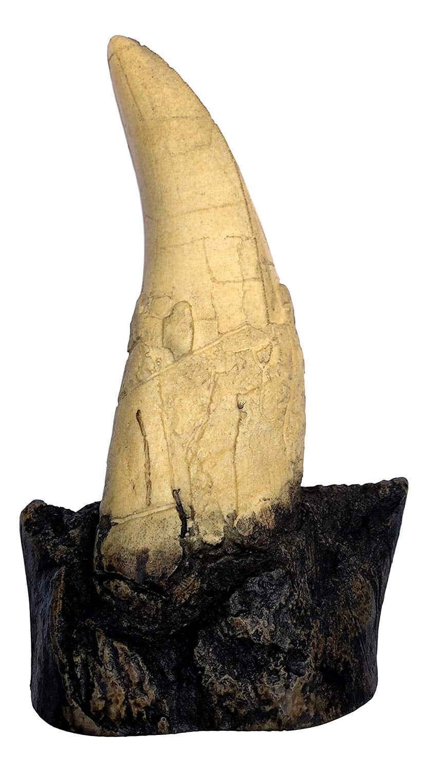 tyrannosaurus rex tooth fossil for sale
