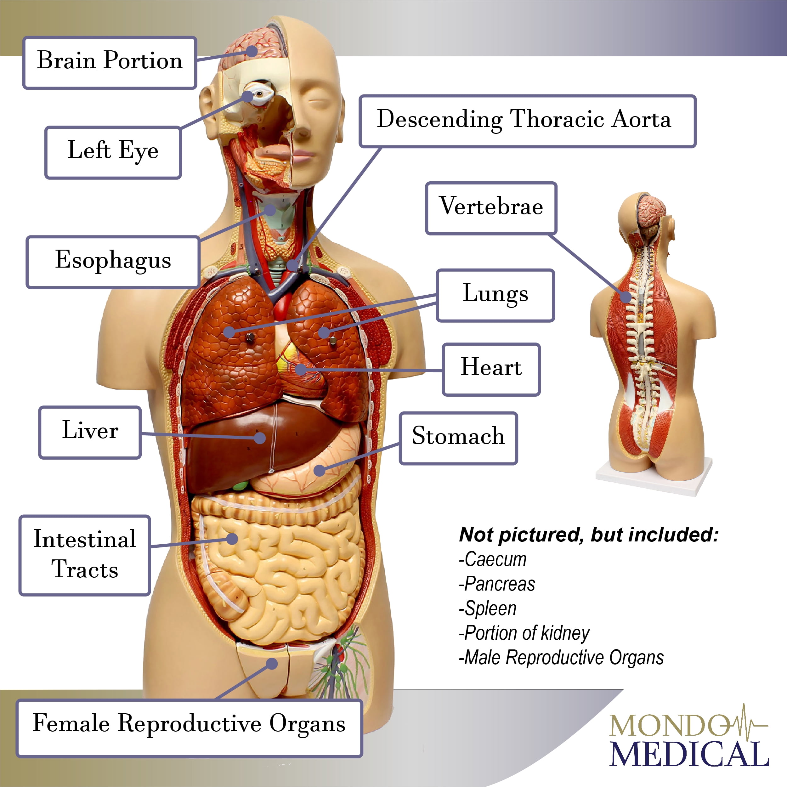Human Torso Anatomy