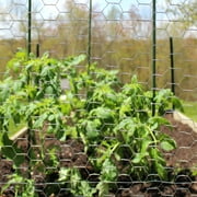 Garden Craft 24in H x 50ft L Gray Chicken Wire with 1in Openings
