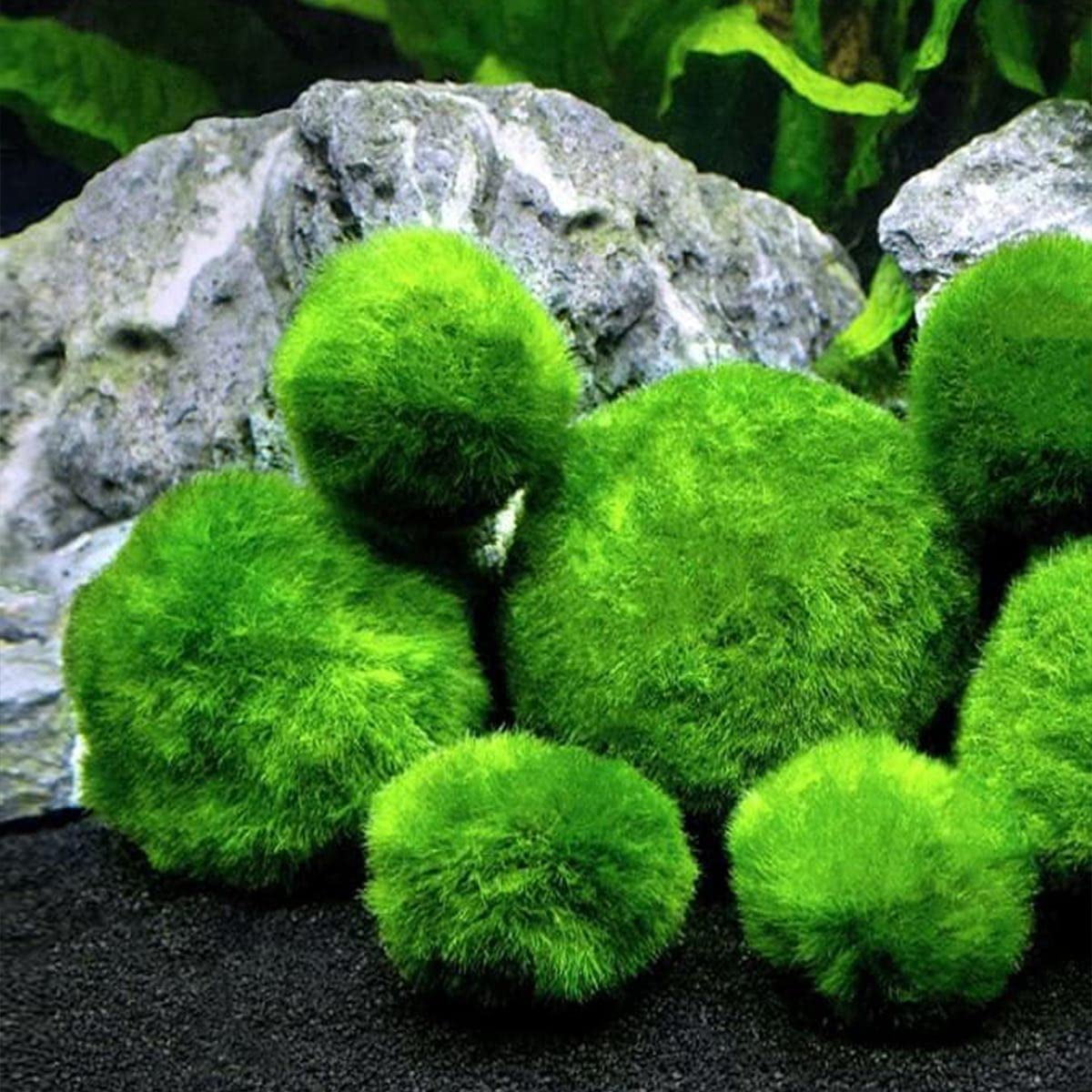 4PCS Aquarium Moss Balls,Live Aquarium Plants Green Moss