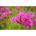 thumbnail image 5 of 1000 TALL CATCHFLY (Campion / None So Pretty) Silene Armeria Pink Flower Seeds, 5 of 5