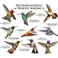 thumbnail image 2 of CafePress - Hummingbirds Of North America Stainless Steel Trav - Insulated Stainless Steel Travel Tumbler 20 oz., 2 of 3