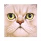 thumbnail image 2 of Cuadros Decorativos Kits de pintura de diamante 5D DIY Taladro redondo completo Mosaico de gato de cara grande (X635) Tmvgtek embutido en tela, 2 of 9