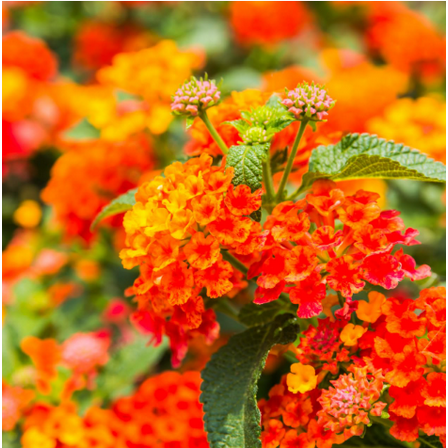 Set 2 Lantana Bright Orange Plants Live for Planting, Lantana Plants Perennial Flowering Plants for Outdoor Gardens 4 to 6 Inches Tall - Dormant in Winter