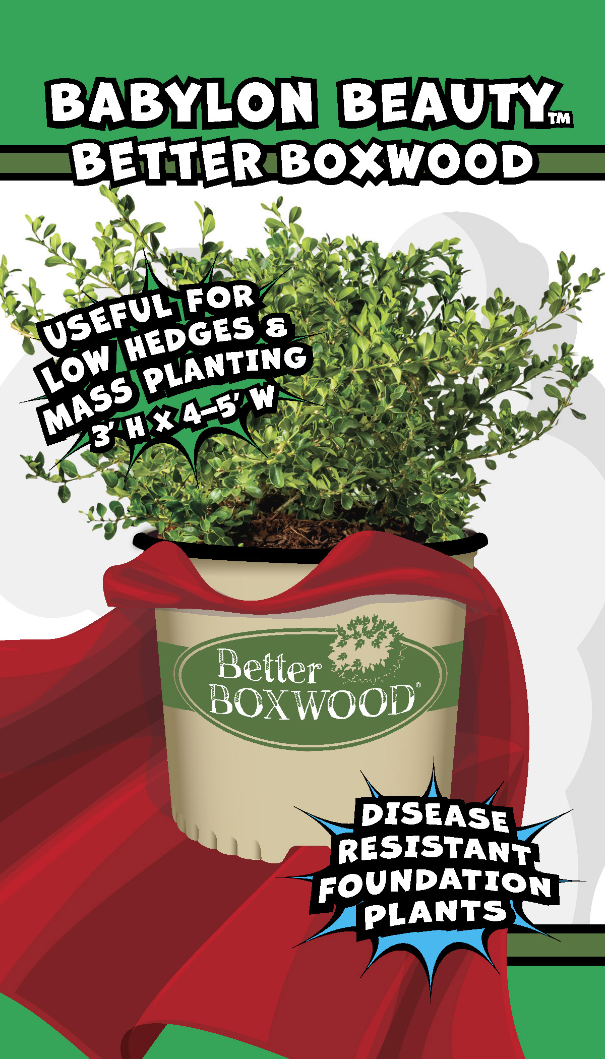 Better Boxwood Babylon Beauty (2.5 Qt.) Evergreen Full Sun Perennial Shrub with Glossy Green Foliage
