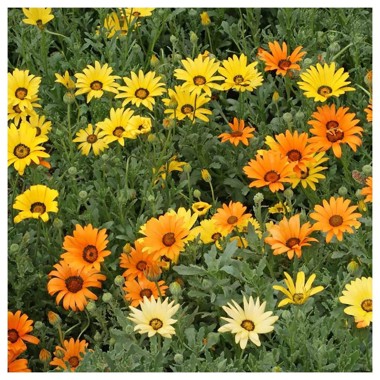 Everwilde Farms - 1 lb African Daisy Garden Flower Seeds - Gold Vault Bulk Seed Packet