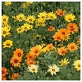 thumbnail image 2 of Everwilde Farms - 1/4 lb African Daisy Garden Flower Seeds - Gold Vault Bulk Seed Packet, 2 of 4