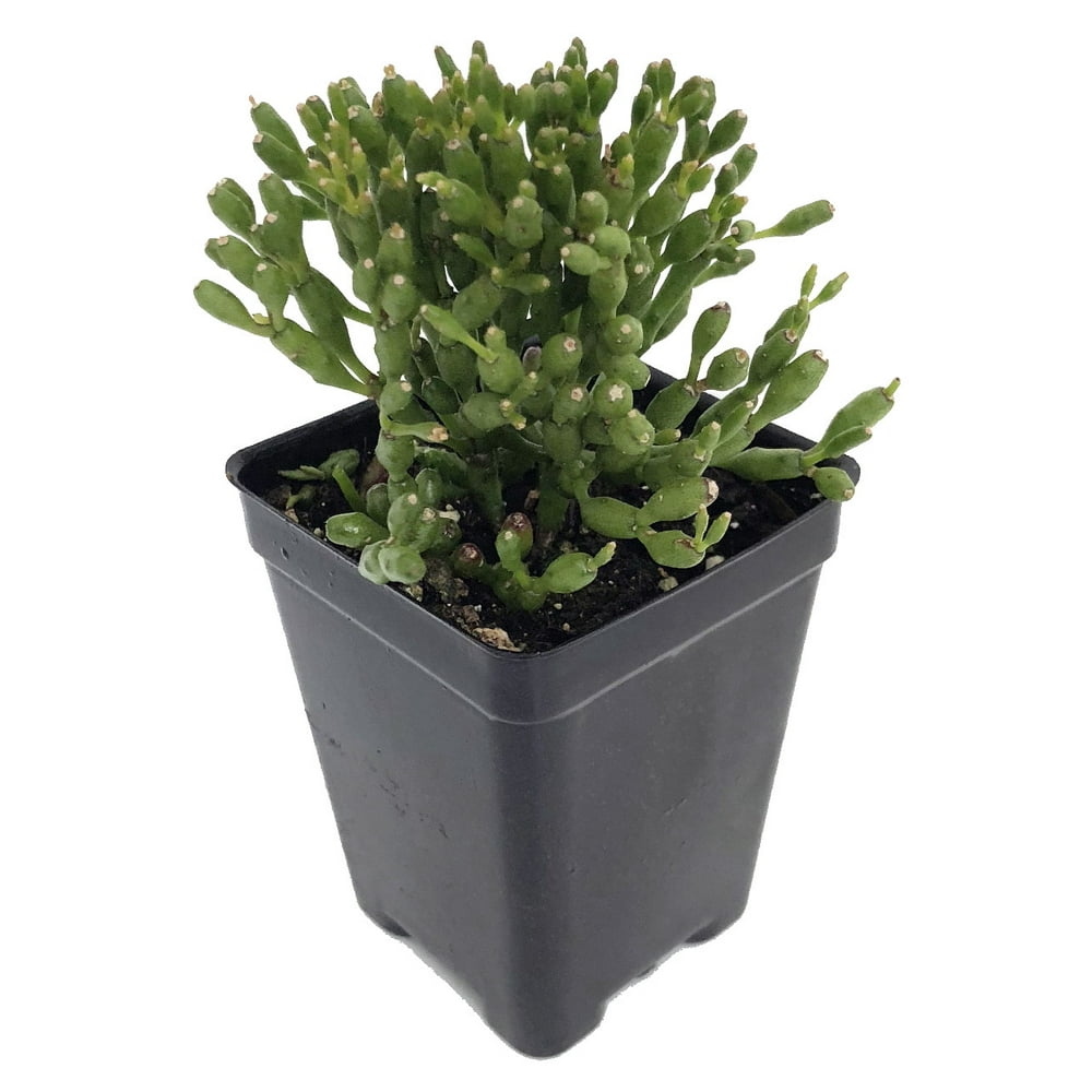 Drunkard's Dream Mistletoe Cactus Plant - Rhipsalis - 2.5 ...