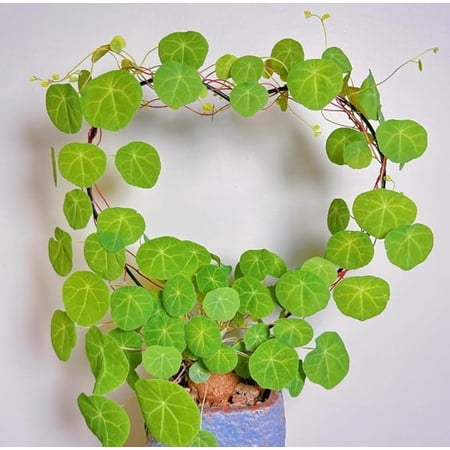Stephania Cephalantha Plant, Caudex 2.5–3 Inch Wide, Rare Hardy Houseplant for Indoor Decor, Caudex Succulent for Indoor Growing