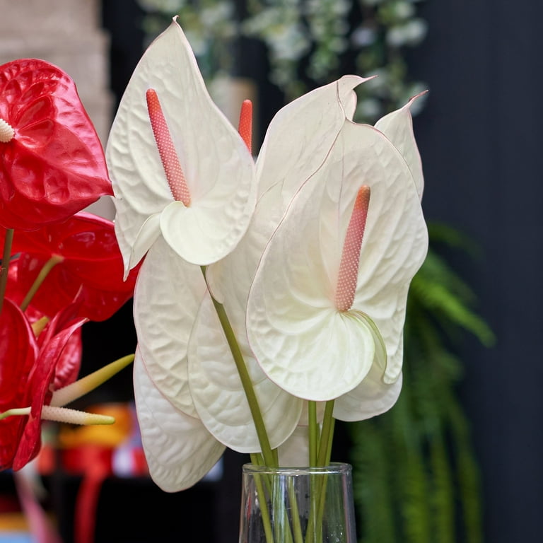 National Plant Network 6 in. White Heart Anthurium Plant