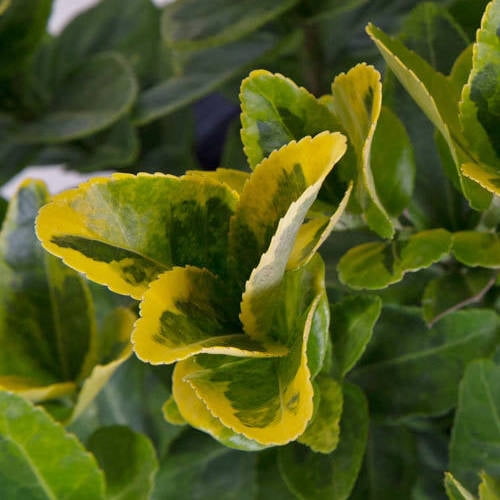 3 2 4 Gal Golden Euonymus Yellow And Green Variegated Foliage