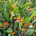 thumbnail image 3 of Set of 2 Orange Bird of Paradise Live Plants, Tropical Flowering Plants for Patio or Garden, 3 of 5