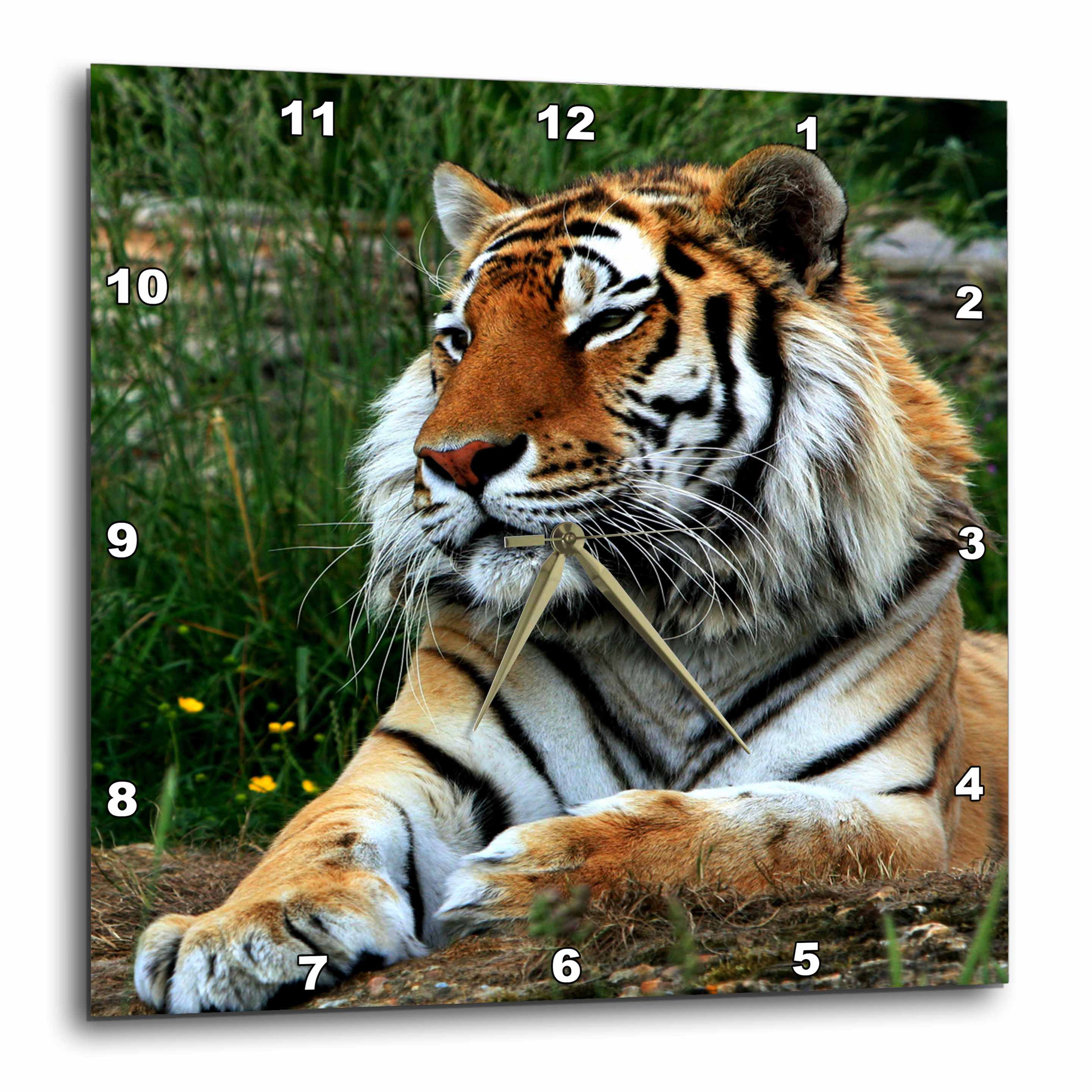 DPP/_80218/_1 10 by 10-Inch Wall Clock 3dRose White Tiger Cubs
