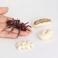 thumbnail image 4 of 1 Ensemble Kit Cycle de Vie de Fourmis Réaliste Exquis Simulation Accessoire Petits Modèles d'Affichage Jouet pour Enfants Insectes pour Maison École, 4 of 9