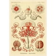 thumbnail image 3 of Haeckel, Ernst 13x18 Black Modern Framed Museum Art Print Titled - Haeckel Nature Illustrations: Anthomedusae, 3 of 5
