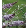 thumbnail image 2 of Monarch® Glass Slippers Butterfly Bush - Buddleia - 2.5" Pot, 2 of 2