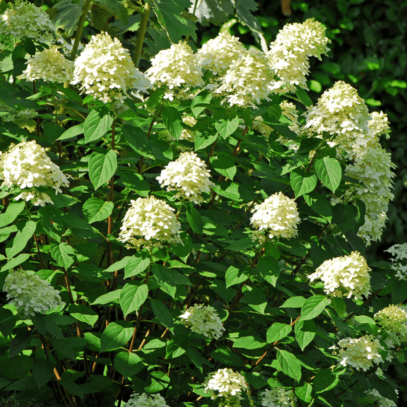 Limelight Hydrangea Tree Live Plant, 3 - 5 inches Tall, Hydrangea Plant for Outdoor Garden, Dormant
