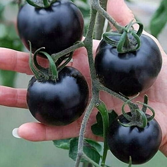 shiyou-Seeds Rare Tomato American Blue Medium Vegetable for Planting Giant Non GMO 20 Seeds