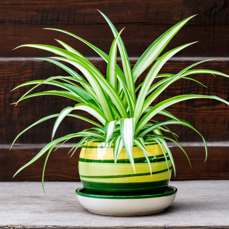 Green Spider Live Plant in Pot, Trailing Indoor Houseplant, 3-5 Inches  Tall, Ideal for Home and Office - Walmart.com