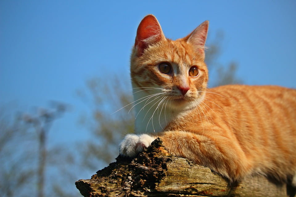 red tabby cat red tabby cat
