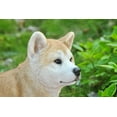 thumbnail image 6 of Hi-Line Gift 87790-C Akita Dog Standing Statue, 6 of 7
