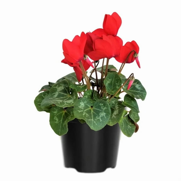 1 Live Red Cyclamen Plant, Indoor Perennial Flower 4–8 inch, thrives in Bright Indirect Light
