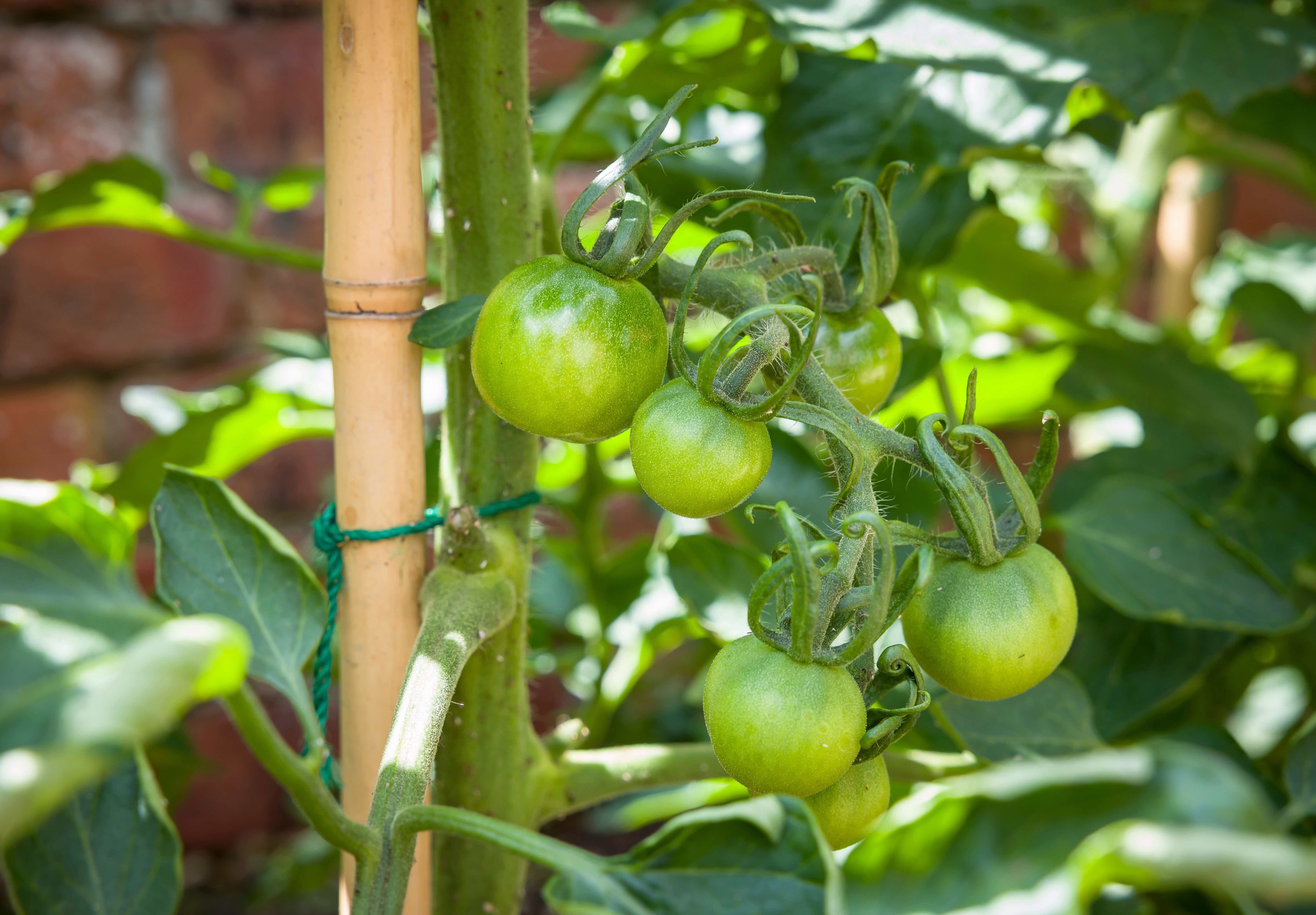 Panacea 5-Foot-Tall Wood Plant Support Stake, Pack of 4, 60" Tall x .5" Wide x .5" Deep, .5 Lbs.