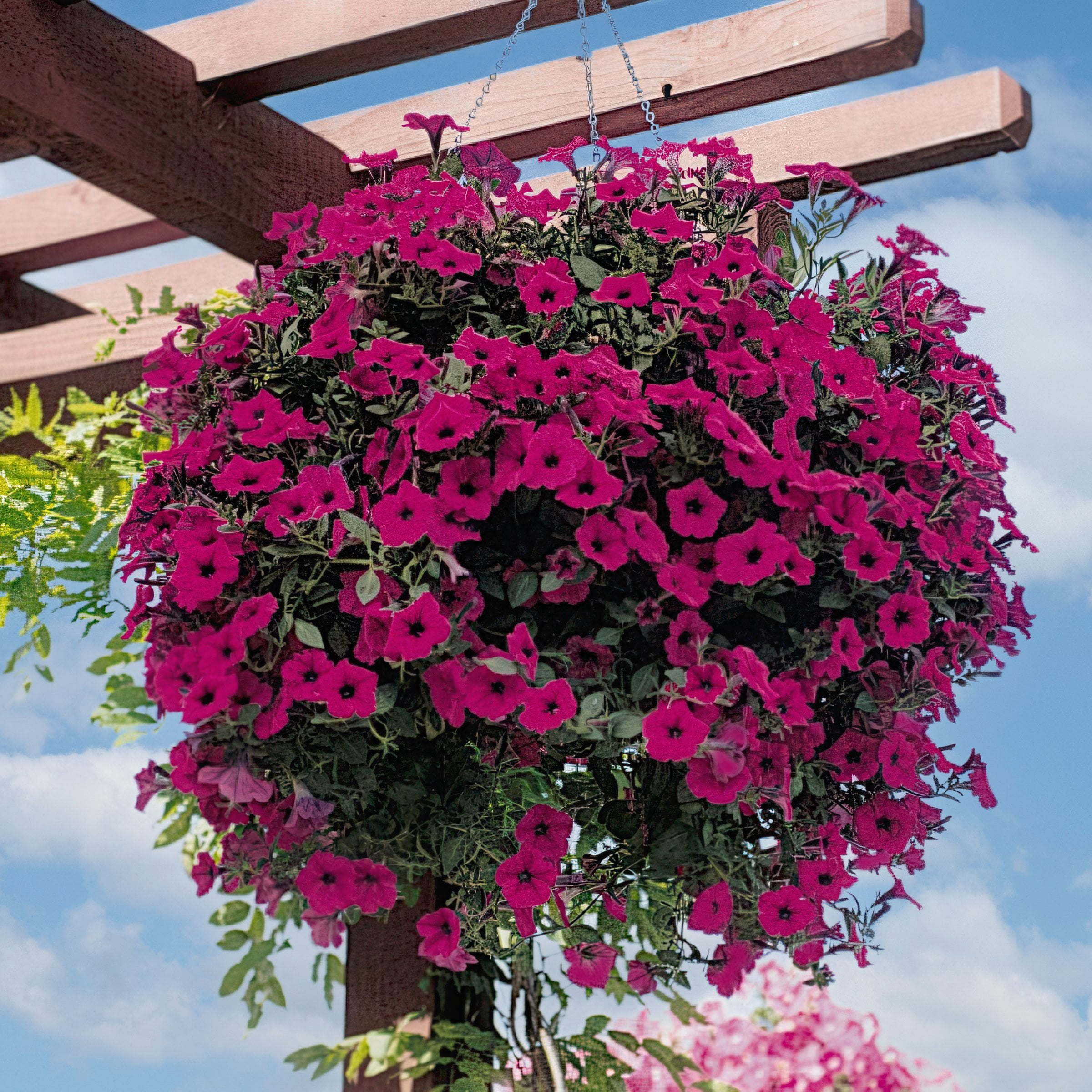 4 in. Petunia Wave Purple Classic Live Annual Plant with Purple Flowers (3-Pack)