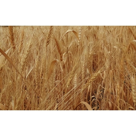 LAMINATED POSTER Cereals Wheat Spikes Grains India Ripe Agriculture Poster Print 24 x (Best Agriculture In India)