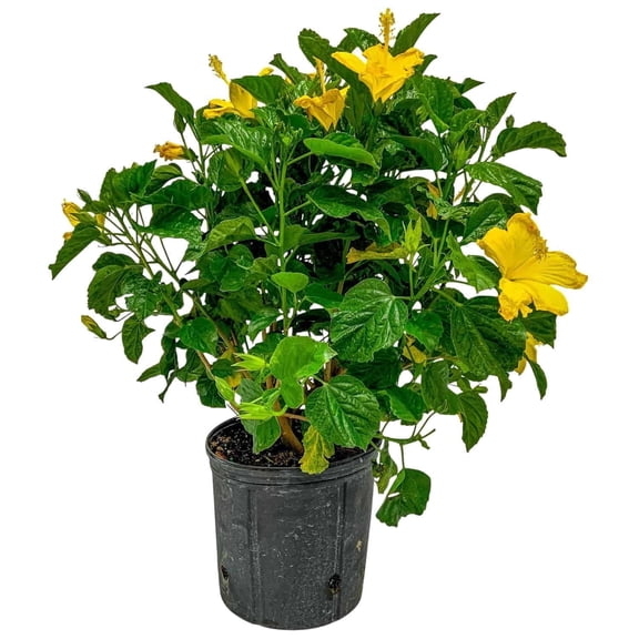 Tropical Plants of Florida 26" to 28" Yellow Live Hibiscus Bush; Full Sunlight, Yellow Flowering Plant