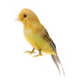 thumbnail image 2 of Decoración de Navidad Varios pájaros en miniatura ORNAMENTOS Inicio Sunnimix  Pájaros de la pluma, 2 of 7