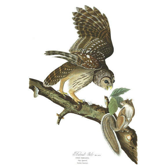 "Barred Owl, Audubon - CANVAS OR PRINT WALL ART"