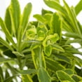 thumbnail image 2 of Better Homes & Gardens 2QT Multicolor Euphorbia Ascot Rainbow Live Perennial Plant Partial Sun, 2 of 6