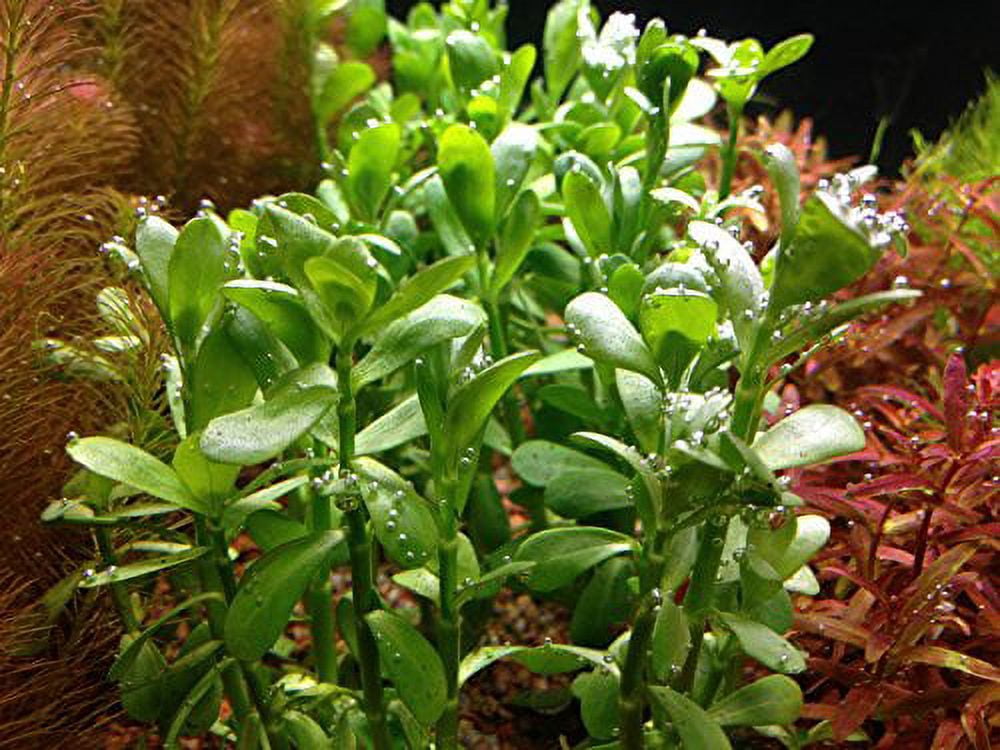 4 Moneywort Bunches - Aquarium Live Plant - 7-9 stems